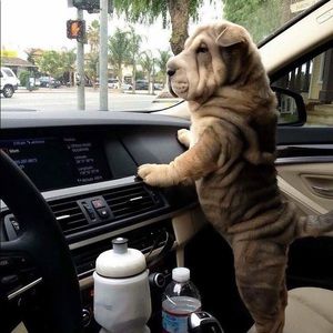 Meet your Posher, Abel